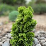 Golden Dwarf Hinoki Cypress (Chamaecyparis obtusa 'Nana Lutea')