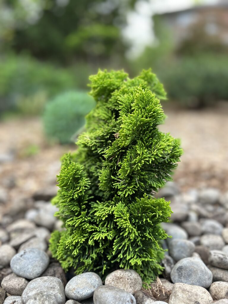 Golden Dwarf Hinoki Cypress (Chamaecyparis obtusa 'Nana Lutea')