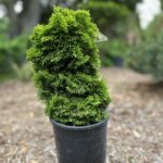Golden Dwarf Hinoki Cypress (Chamaecyparis obtusa 'Nana Lutea')