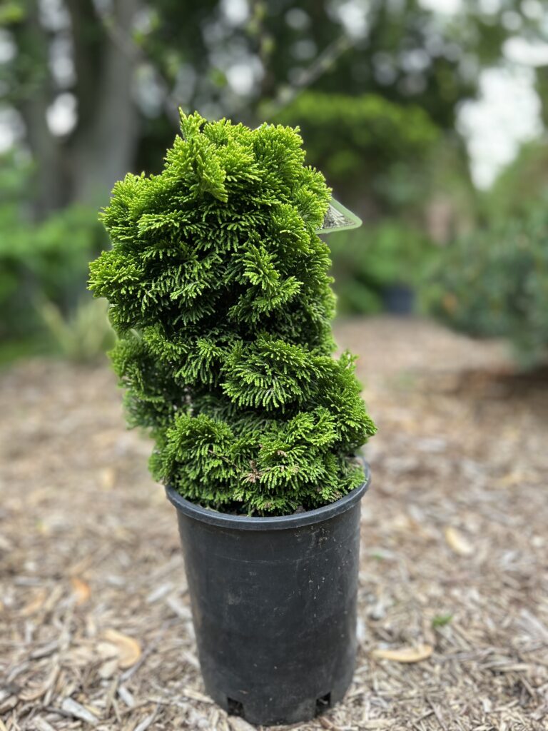 Golden Dwarf Hinoki Cypress (Chamaecyparis obtusa 'Nana Lutea')