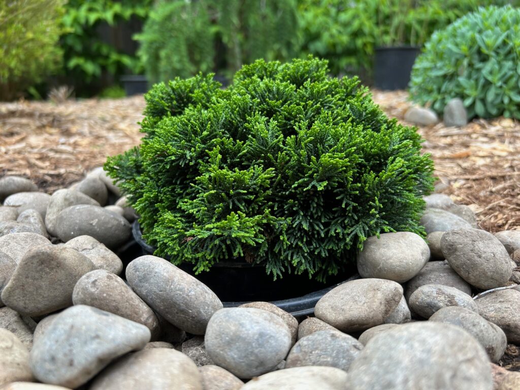 Primo®Arborvitae (Thuja occidentalis Primo®('IslPrim')) – Spring