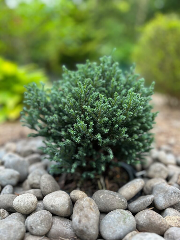 Blue Moon Sawara Cypress (Chamaecyparis pisifera ‘Blue Moon’) ‘Blue Moon’ can be planted as a single color accent or in groupings for bright blocks of color. An excellent choice for foundation plantings also. Grows best in full sun with moist, well-drained soil. Growth: 3-5''/year Globe Shaped Zone 4 Blue Conifer Full Sun