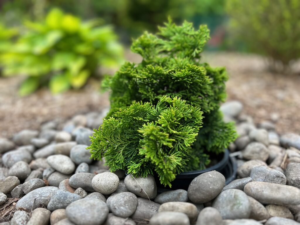 Verdoni Hinoki Cypress (Chamaecyparis obtusa ‘Verdoni')