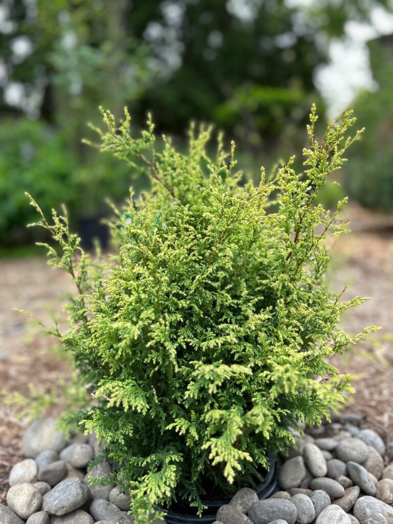 Cream Ball Sawara Cypress (Chamaecyparis pisifera 'Cream Ball')