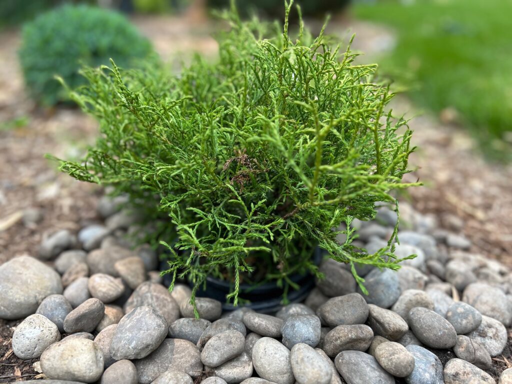 Mr. Bowling Ball® Arborvitae [Thuja occidentalis Mr. Bowling Ball®(‘Bobazam’)]