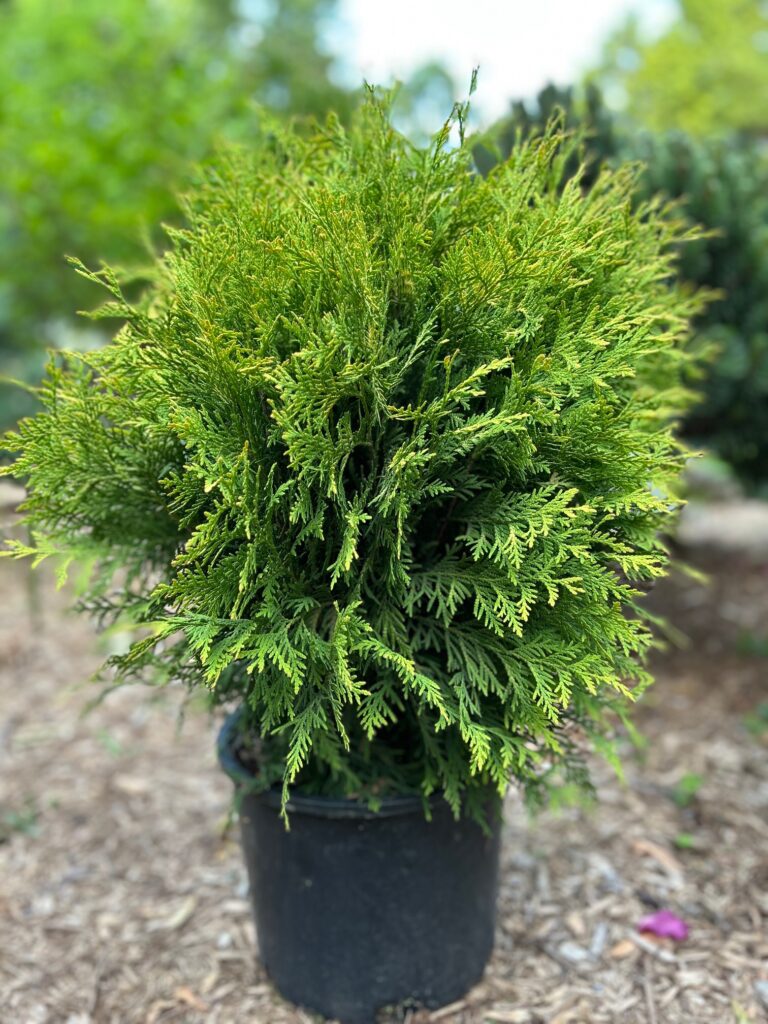 Golden Globe Arborvitae (Thuja occidentalis ‘Golden Globe’)