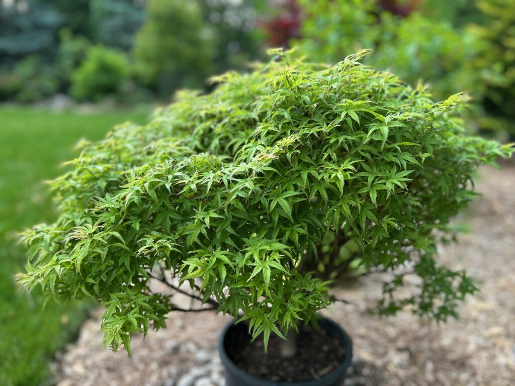 Sharp's Pygmy Japanese maple (Acer palmatum 'Sharp's Pygmy')