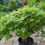 Sharp's Pygmy Japanese maple (Acer palmatum 'Sharp's Pygmy')