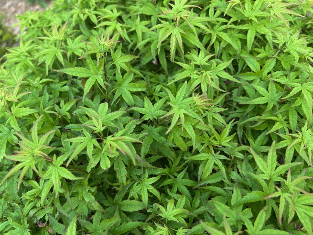 Sharp's Pygmy Japanese maple (Acer palmatum 'Sharp's Pygmy')