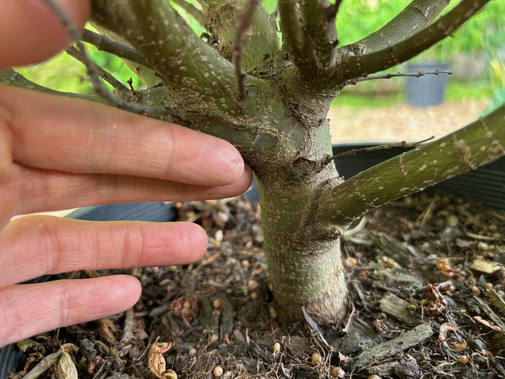 Trunk of Sharp's Pygmy Japanese maple (Acer palmatum 'Sharp's Pygmy')