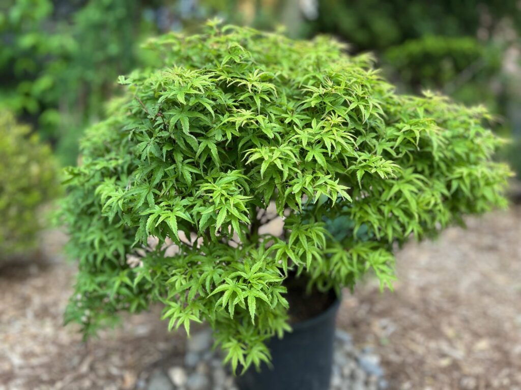 Sharp's Pygmy Japanese maple (Acer palmatum 'Sharp's Pygmy')