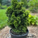 Golden Dwarf Hinoki Cypress (Chamaecyparis obtusa 'Nana Lutea')