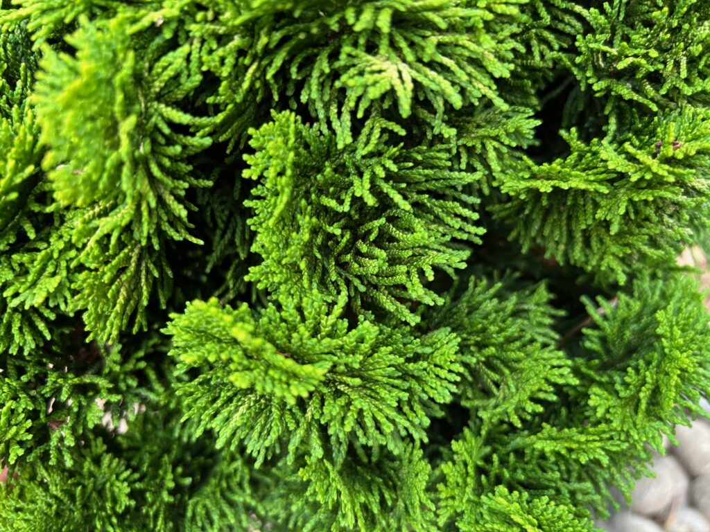 Golden Dwarf Hinoki Cypress (Chamaecyparis obtusa 'Nana Lutea')