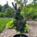 Aoi Japanese White Pine (Pinus parviflora ‘Aoi’)