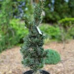 Aoi Japanese White Pine (Pinus parviflora ‘Aoi’)