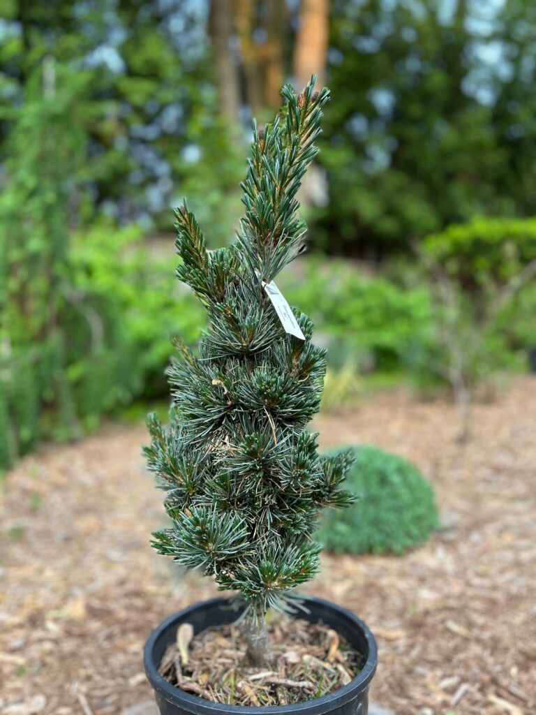 Aoi Japanese White Pine (Pinus parviflora ‘Aoi’)