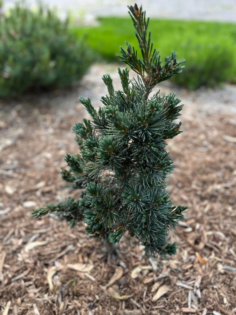 Aoi Japanese White Pine (Pinus parviflora ‘Aoi’)