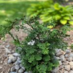 Slender Hinoki Cypress (Chamaecyparis obtusa 'Gracilis')