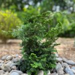 Slender Hinoki Cypress (Chamaecyparis obtusa 'Gracilis')