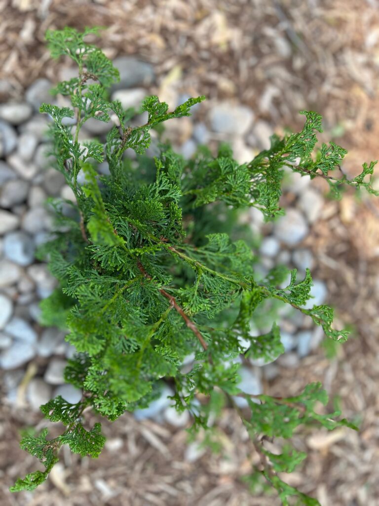 Slender Hinoki Cypress (Chamaecyparis obtusa 'Gracilis')
