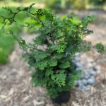 Slender Hinoki Cypress (Chamaecyparis obtusa 'Gracilis')