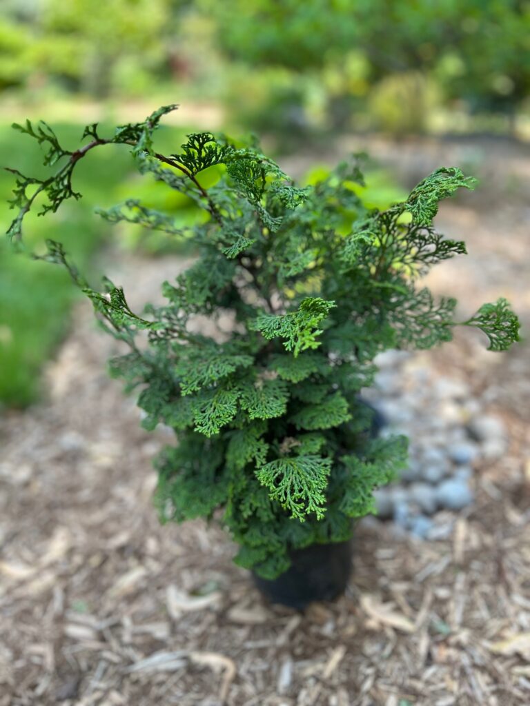 Slender Hinoki Cypress (Chamaecyparis obtusa 'Gracilis')