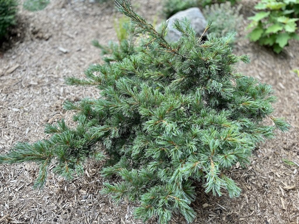 Fukuzumi Japanese white pine (Pinus parviflora 'Fukuzumi')